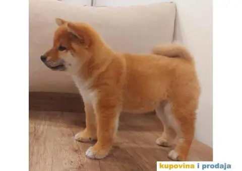 Šiba Inu štenci - 4/8