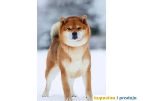 Šiba Inu štenci - 5/8
