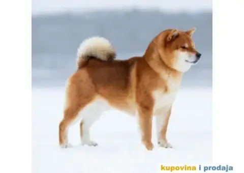 Šiba Inu štenci - 6/8