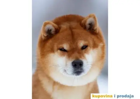 Šiba Inu štenci - 7/8