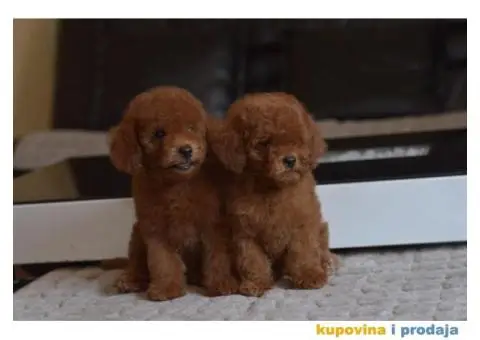 U ponudi Toy Red Pudle - 1/10