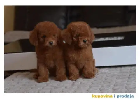 U ponudi Toy Red Pudle - 2/10