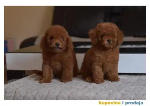 U ponudi Toy Red Pudle - 3/10