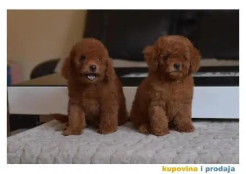 U ponudi Toy Red Pudle - 4/10