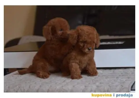 U ponudi Toy Red Pudle - 5/10