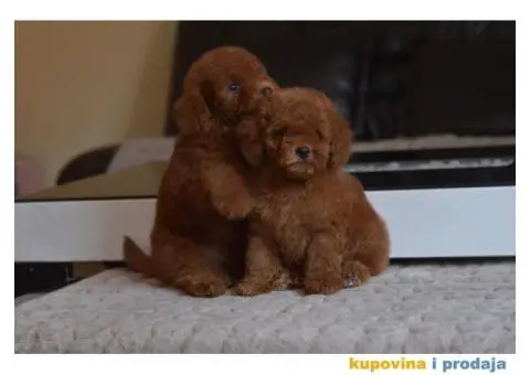 U ponudi Toy Red Pudle - 6/10