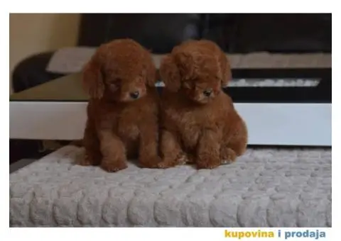 U ponudi Toy Red Pudle - 7/10