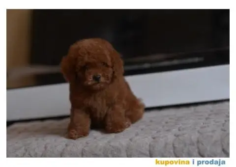 U ponudi Toy Red Pudle - 8/10