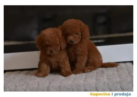 U ponudi Toy Red Pudle - 9/10