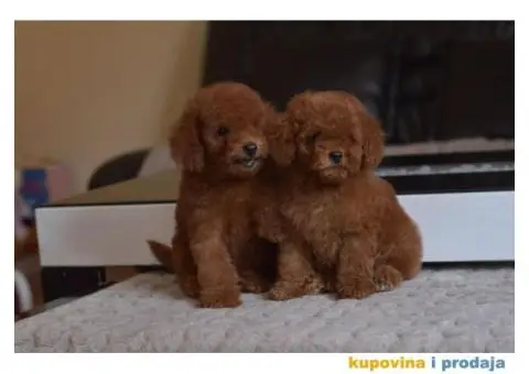 U ponudi Toy Red Pudle - 10/10