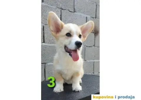 Velški korgi - pembrok PRELEPI štenci - 1/6