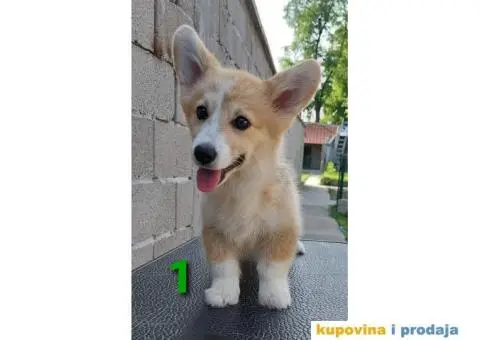 Velški korgi - pembrok PRELEPI štenci - 2/6