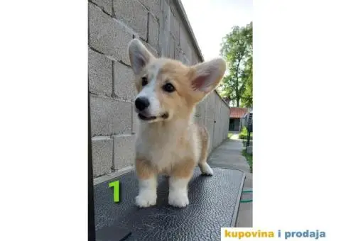 Velški korgi - pembrok PRELEPI štenci - 3/6