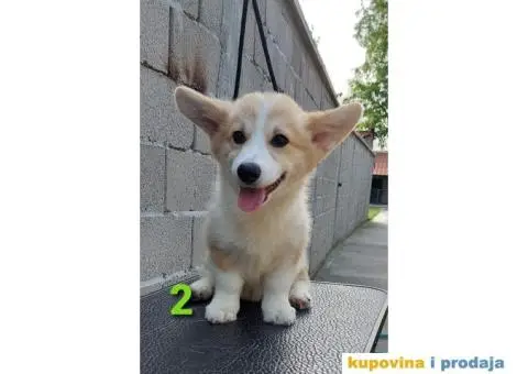 Velški korgi - pembrok PRELEPI štenci - 4/6