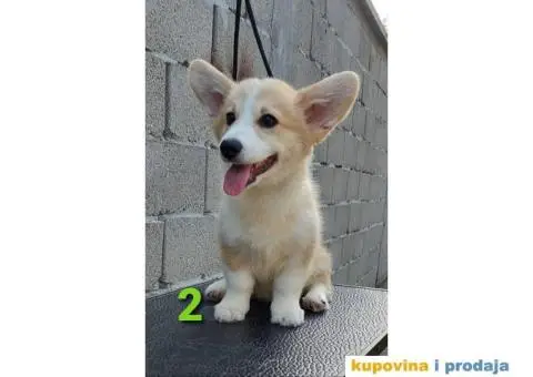 Velški korgi - pembrok PRELEPI štenci - 5/6