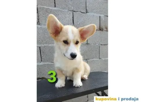 Velški korgi - pembrok PRELEPI štenci - 6/6