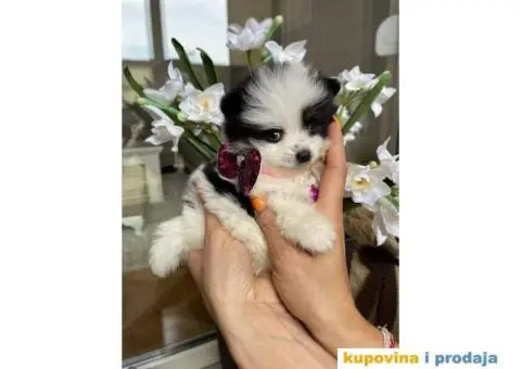 Pomeranski Špic štenci + POKLON - 1/7