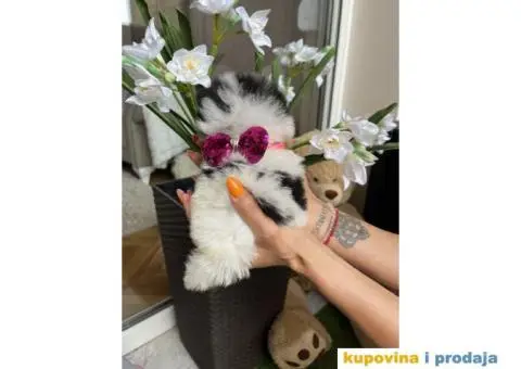 Pomeranski Špic štenci + POKLON - 2/7