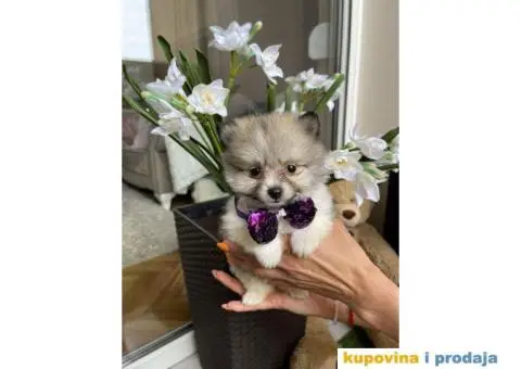 Pomeranski Špic štenci + POKLON - 3/7