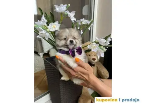 Pomeranski Špic štenci + POKLON - 4/7