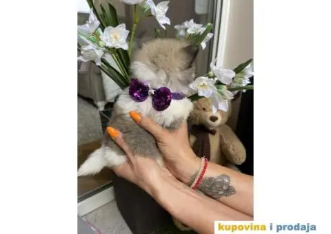 Pomeranski Špic štenci + POKLON - 5/7