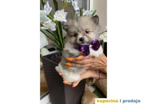 Pomeranski Špic štenci + POKLON - 6/7