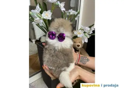 Pomeranski Špic štenci + POKLON - 7/7