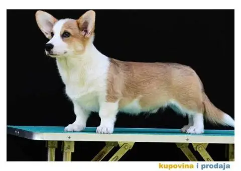 Velski korgi/Welsh Corgi Pembroke - 1/8