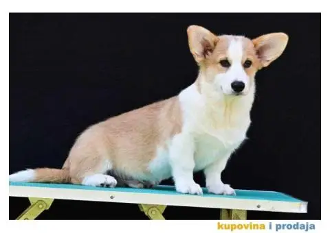 Velski korgi/Welsh Corgi Pembroke - 2/8