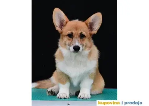 Velski korgi/Welsh Corgi Pembroke - 4/8