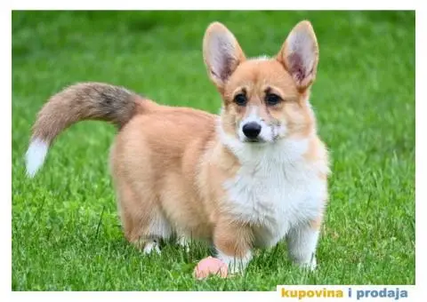 Velski korgi/Welsh Corgi Pembroke - 5/8