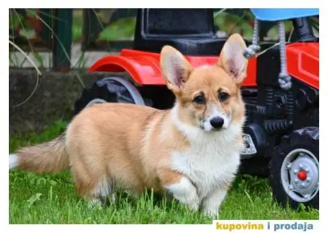 Velski korgi/Welsh Corgi Pembroke - 6/8