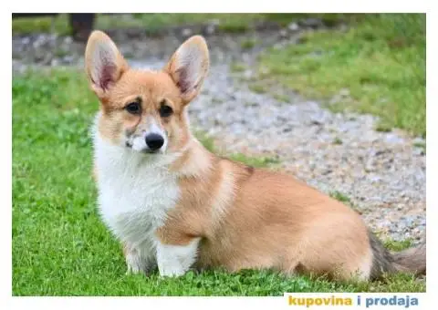 Velski korgi/Welsh Corgi Pembroke - 8/8