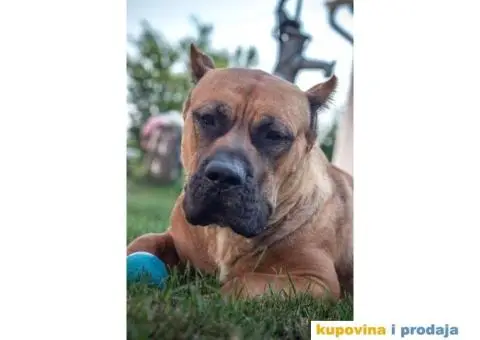 Presa Kanario TOP ženka - 1/5