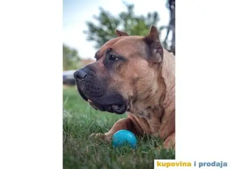 Presa Kanario TOP ženka - 2/5