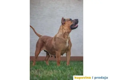 Presa Kanario TOP ženka - 3/5