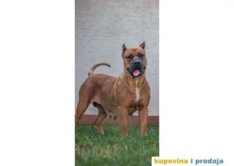 Presa Kanario TOP ženka - 4/5