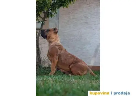 Presa Kanario TOP ženka - 5/5