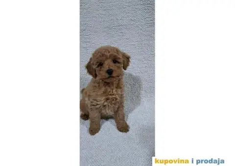 Patuljasta Pudla TOP štenci - 1/9