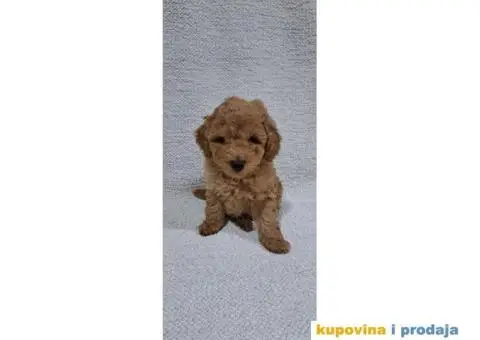 Patuljasta Pudla TOP štenci - 2/9