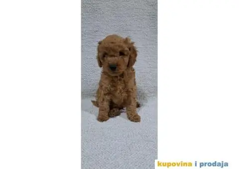 Patuljasta Pudla TOP štenci - 4/9