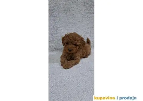 Patuljasta Pudla TOP štenci - 5/9