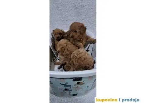 Patuljasta Pudla TOP štenci - 6/9
