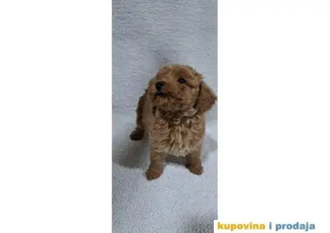 Patuljasta Pudla TOP štenci - 7/9