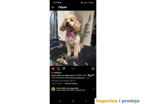 Patuljasta Pudla TOP štenci - 8/9