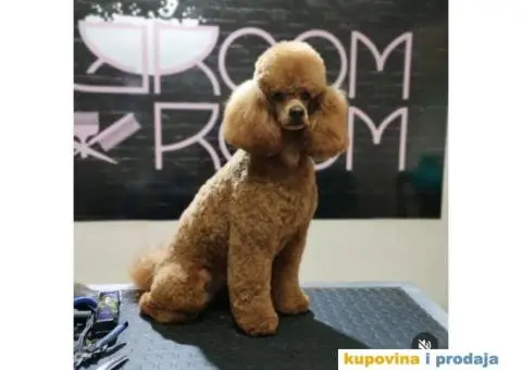 Patuljasta Pudla TOP štenci - 9/9