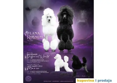 Štenci standard pudle od roditelja šampionskog porekla - 1/7