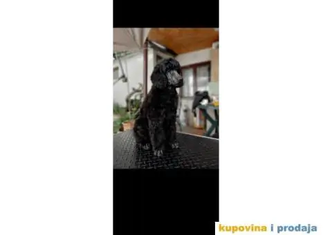 Štenci standard pudle od roditelja šampionskog porekla - 3/7