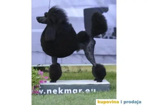 Štenci standard pudle od roditelja šampionskog porekla - 4/7