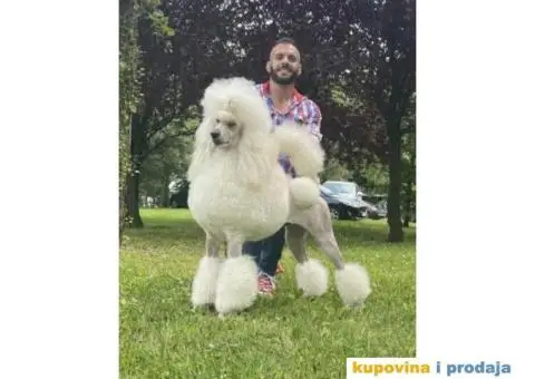 Štenci standard pudle od roditelja šampionskog porekla - 5/7